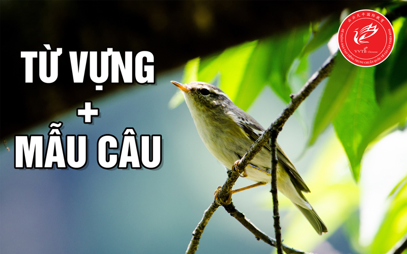 Tên các loại chim bằng tiếng Trung: Từ vựng + mẫu câu